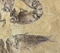 Fossil Fish (Gosiutichthys) Mortality Plate - Lake Gosiute #63965-2